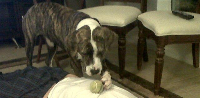 Pitbulls can play ball on your belly. fatbrowne adam browne